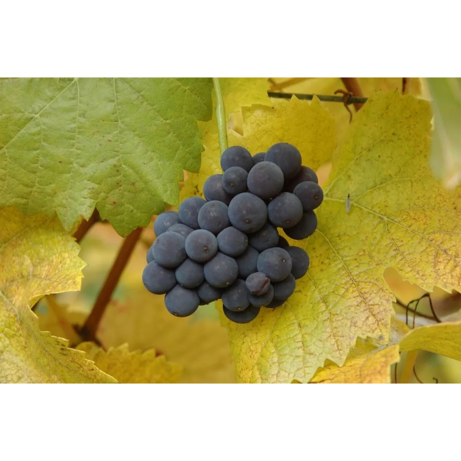 Blaue Weinrebe 'Muscat Bleu' mit reifen Trauben und gelben Blättern. Kletterpflanze für Garten und Balkon.