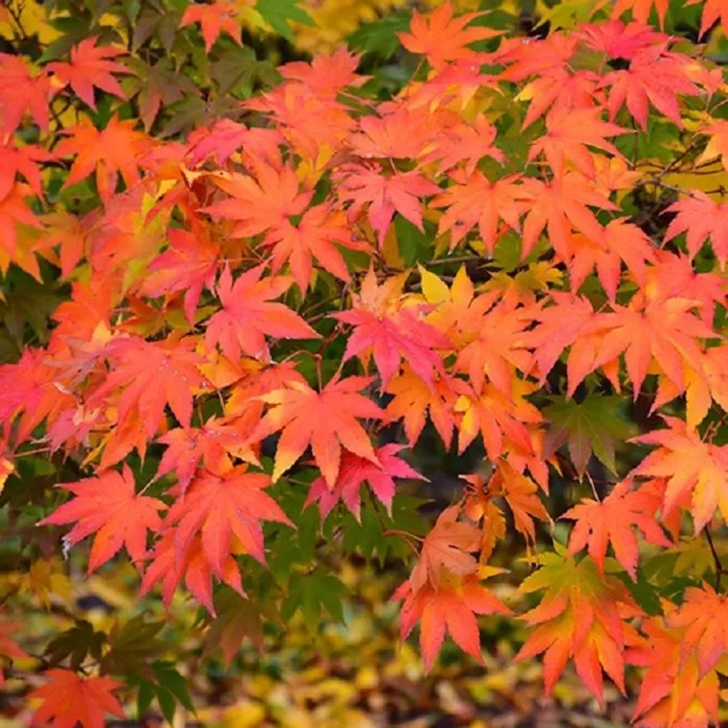 arborix Fächerahorn Acer Palmatum 50 Bis 60 Cm Im Container Herbstfärbung