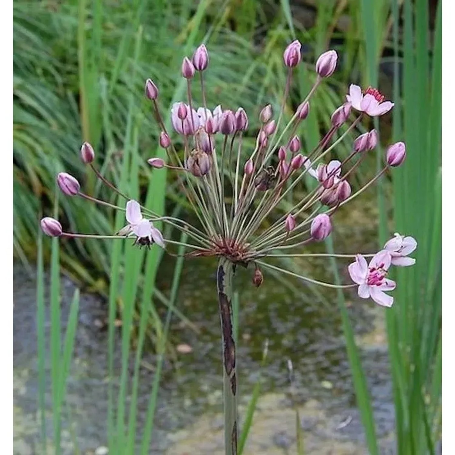 Blumenbinse Rosenrot - Butomus umbellatus