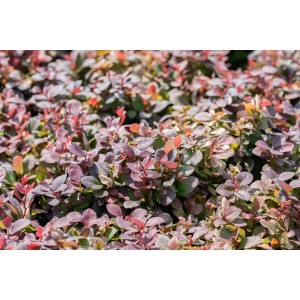 Kompakte Blutberberitze Berberis Thunbergii Concorde mit purpurroten Blättern.