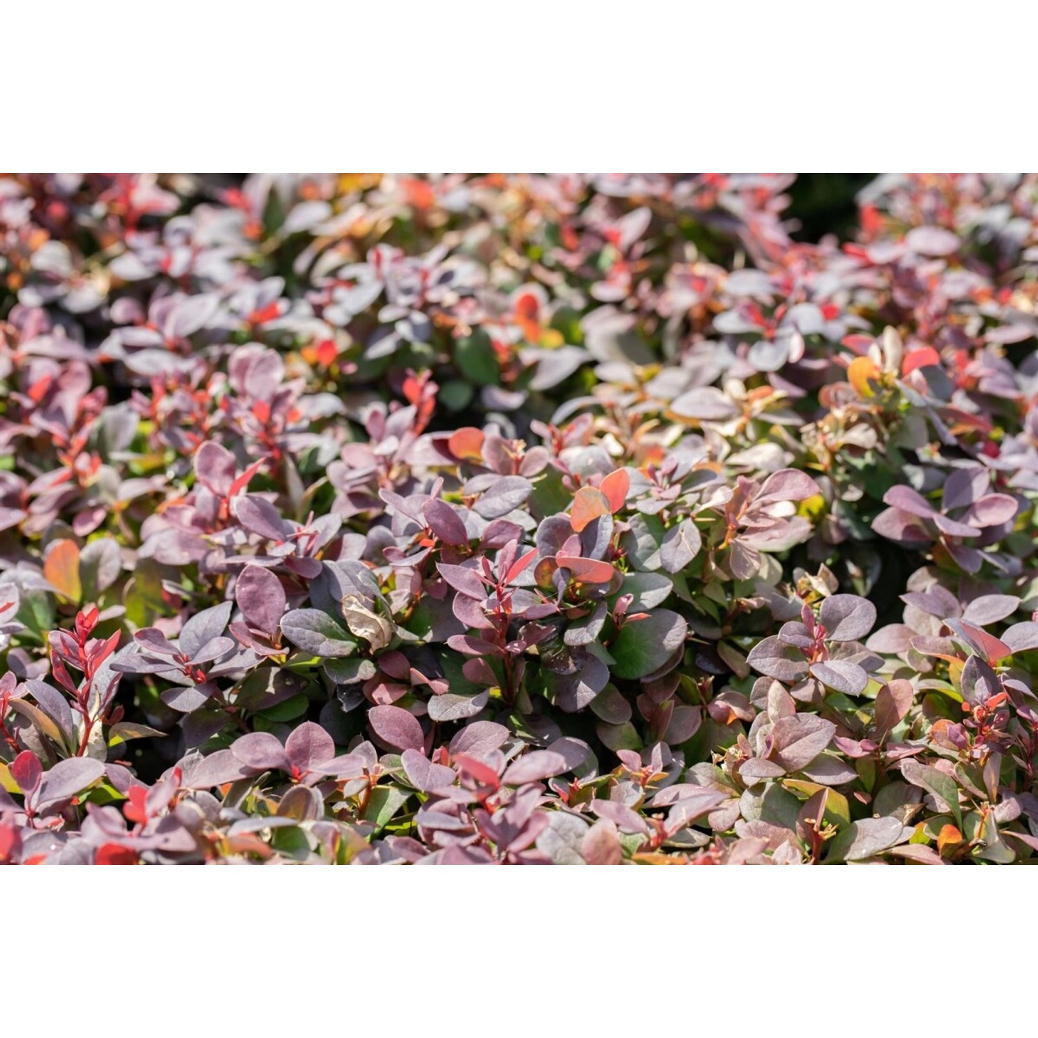 Kompakte Blutberberitze Berberis Thunbergii Concorde mit purpurroten Blättern.