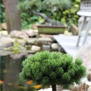 Hochstamm Zwerg-Kiefer Picobello (Pinus mugo) im Garten, ca. 40-60cm hoch.