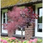Hochstamm Perückenstrauch Royal Purple, Cotinus coggygria, mit purpurroten Blättern und rosa Fruchtständen.