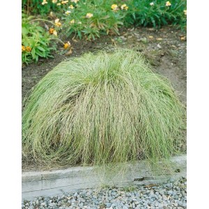 Carex Albula Frosted Curls Ziergras im Garten, silbrig-grüne Blätter, ca. 9x9 cm Topf.