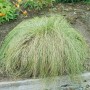 Carex Albula Frosted Curls Ziergras im Garten, silbrig-grüne Blätter, ca. 9x9 cm Topf.