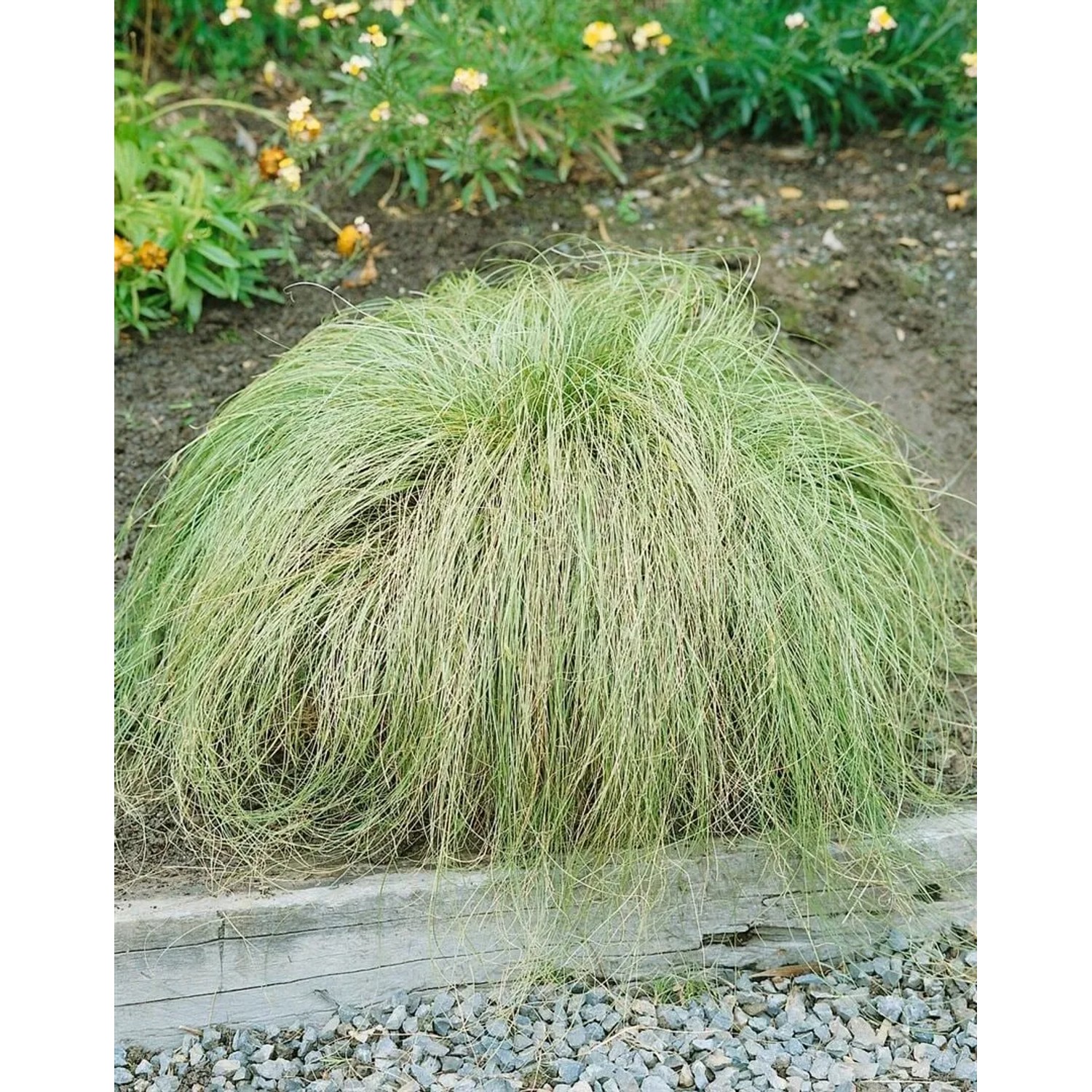 Carex Albula Frosted Curls Ziergras im Garten, silbrig-grüne Blätter, ca. 9x9 cm Topf.