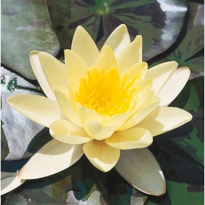 Gelbe Seerose 'Chromatella' im Topf, Nahaufnahme der Blüte mit Seerosenblätter im Hintergrund.