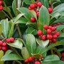 Japanische Skimmie Bremen mit roten Beeren und grünen Blättern.