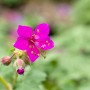 Nahaufnahme einer pinkfarbenen Blüte des Felsen-Storchschnabels 'Czakor' im Topf.