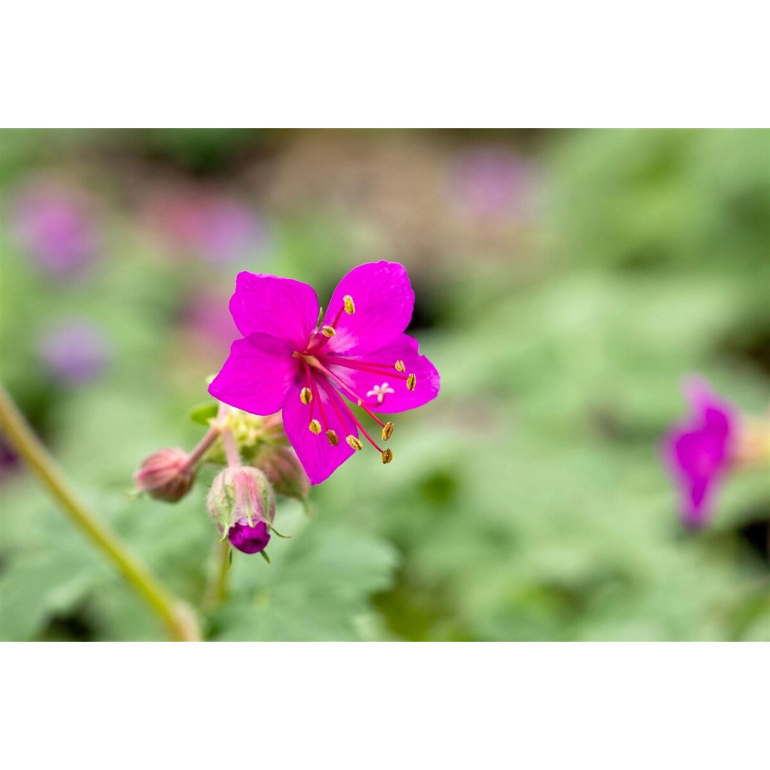 Geranium Macrorrhizum Czakor Felsen Storchschnabel Ca. 9x9 cm Topf günstig online kaufen