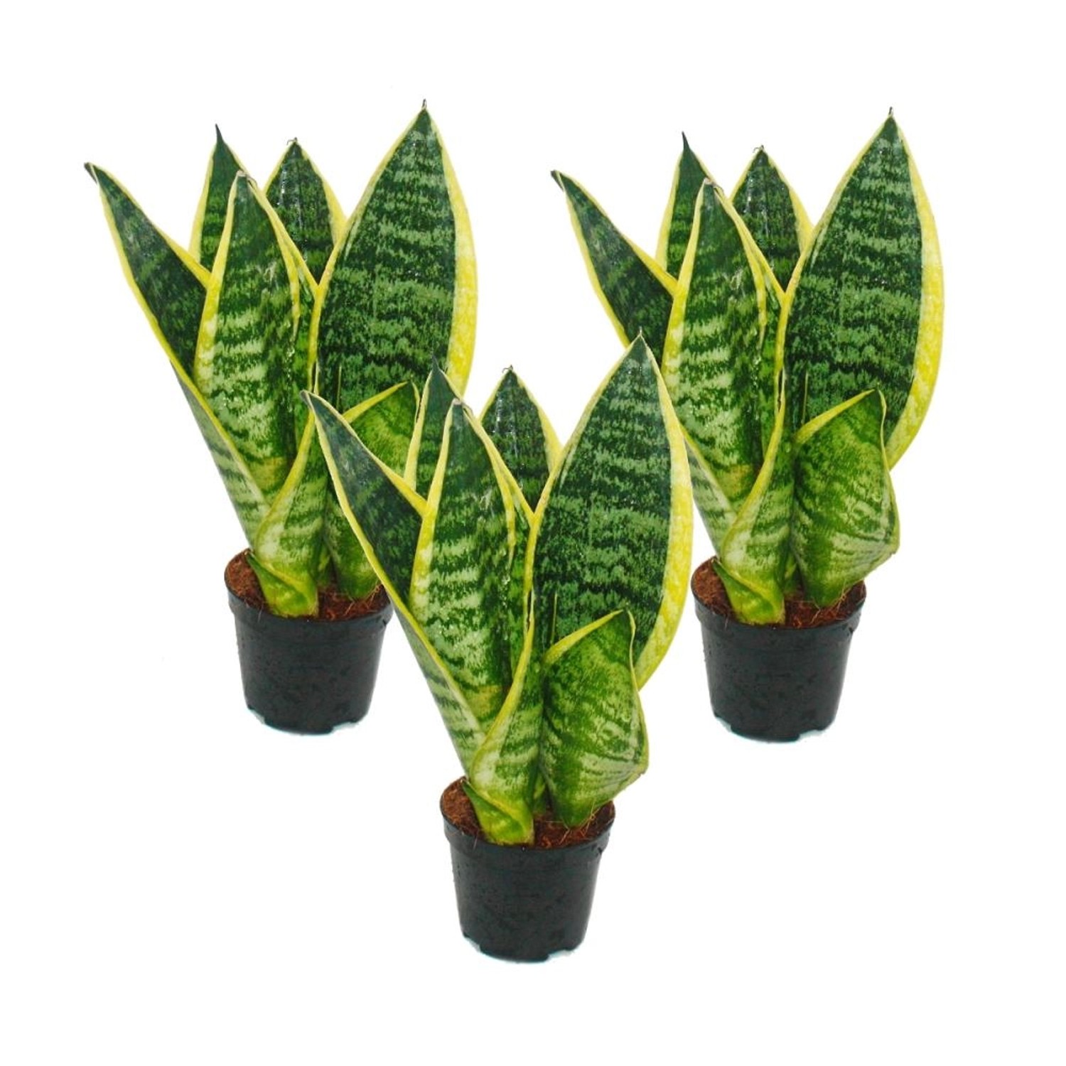 Exotenherz 3er Set Sanseveria Laurentii Trafasciata Grüngelber Bogenhanf 9cm Topf ca. 20-25cm Gesamthöhe