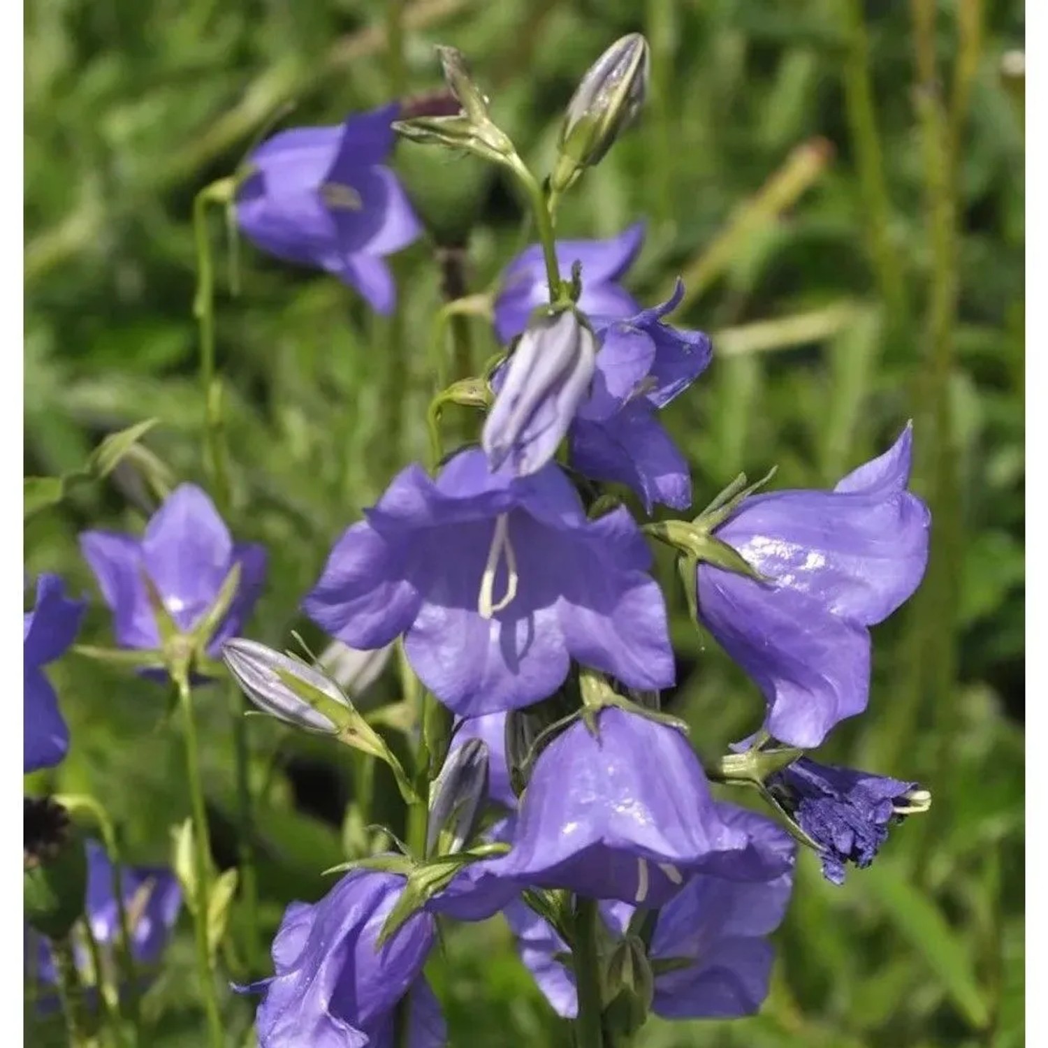 Pfirsichblütige Glockenblume Azure Beauty - campanula persicifolia
