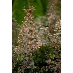 Berberis thunbergii Heckenpflanze, 100-125 cm hoch, mit rot-grünem Laub.