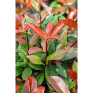 Photinia Fraseri Devils Dream®: Glanzmispel mit roten und grünen Blättern, ca. 125-150 cm hoch.