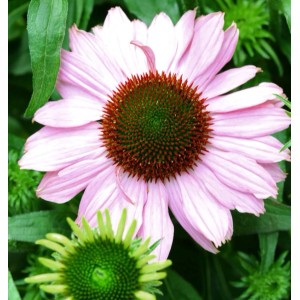 Nahaufnahme einer rosa Sonnenhut Hope (Echinacea purpurea) Blüte mit grünen Blättern.