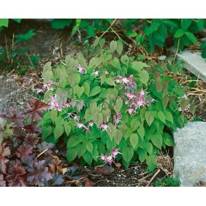 Rosa Elfenblume (Epimedium x Youngianum Roseum) im 9x9 cm Topf, eine blühende Staude für halbschattige Standorte.