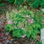 Rosa Elfenblume (Epimedium x Youngianum Roseum) im 9x9 cm Topf, eine blühende Staude für halbschattige Standorte.