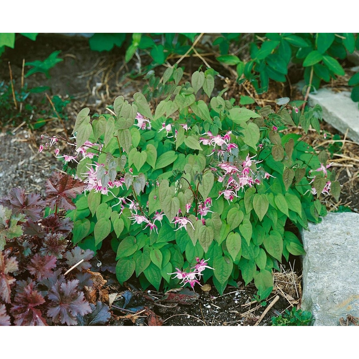 Epimedium X Youngianum Roseum Elfenblume Ca. 9x9 cm Topf günstig online kaufen