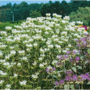 Blühende, weiße Monarda Schneewittchen (Bergamotte) Staude im Garten.