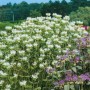 Blühende, weiße Monarda Schneewittchen (Bergamotte) Staude im Garten.