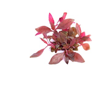 Dennerle Aquariumpflanze Alternanthera Reineckii Lila im Topf.