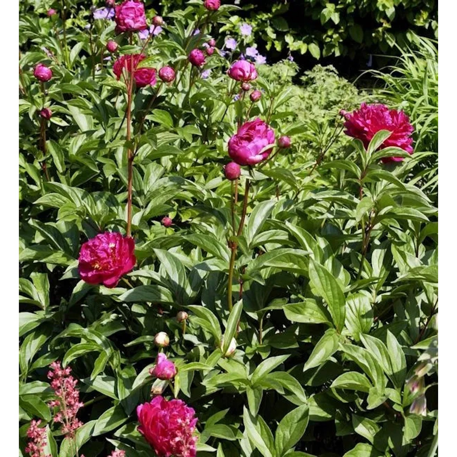 Edelpfingstrose Felix Crousse - Paeonia,actiflora