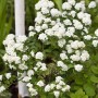 Üppige, weiße Blüten der Spiraea Vanhouttei Prachtspiere im Garten, buschiger Strauch.