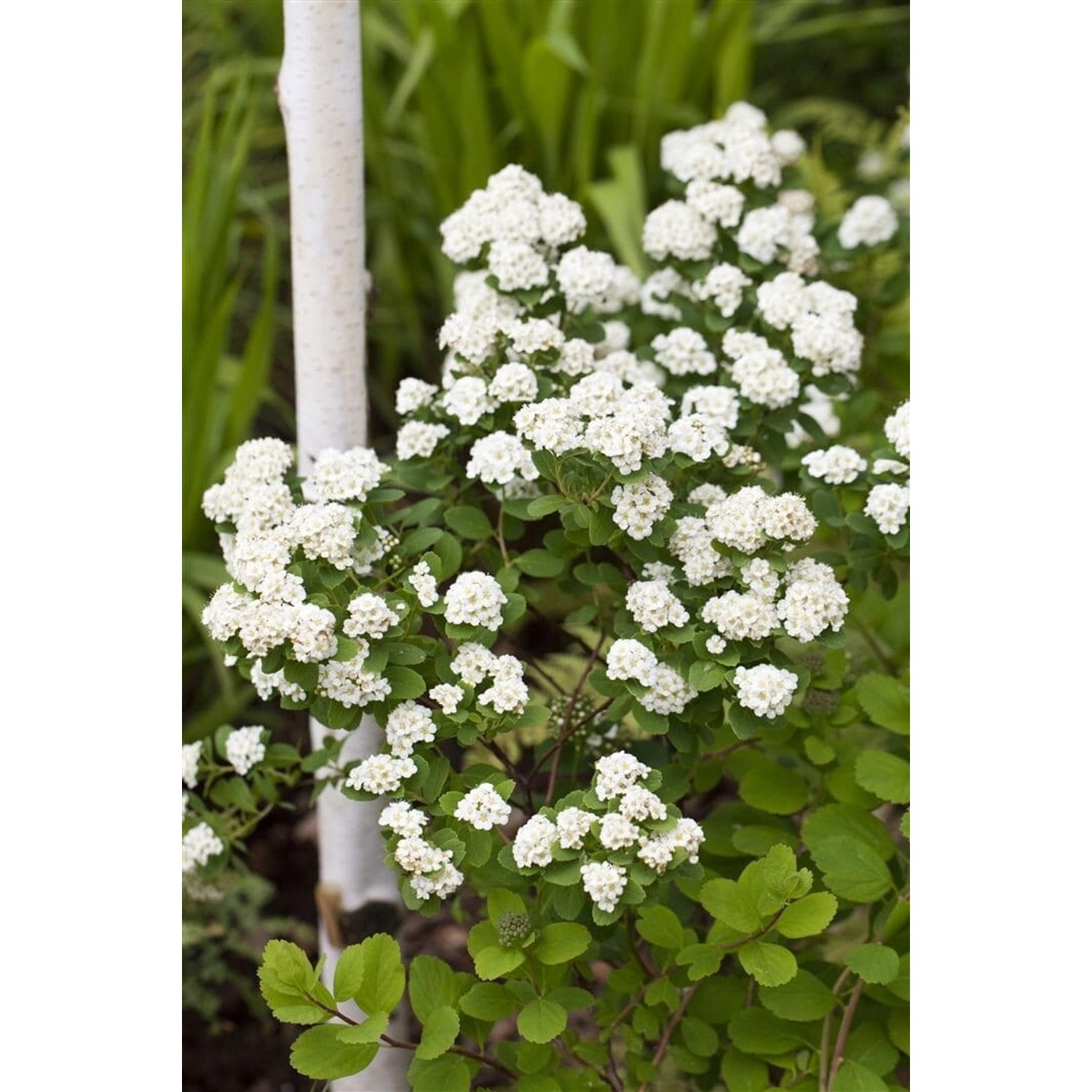 Spiraea Vanhouttei Prachtspiere Weiß 150–175 cm günstig online kaufen