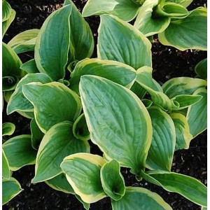 Funkie Summer Breeze (Hosta cultorum) mit grün-gelben Blättern, Nahaufnahme der Staude.