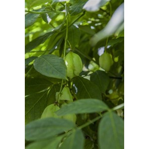 Pimpernuss (Staphylea Pinnata) mit dekorativen, hellgrünen Fruchtständen im Detail.