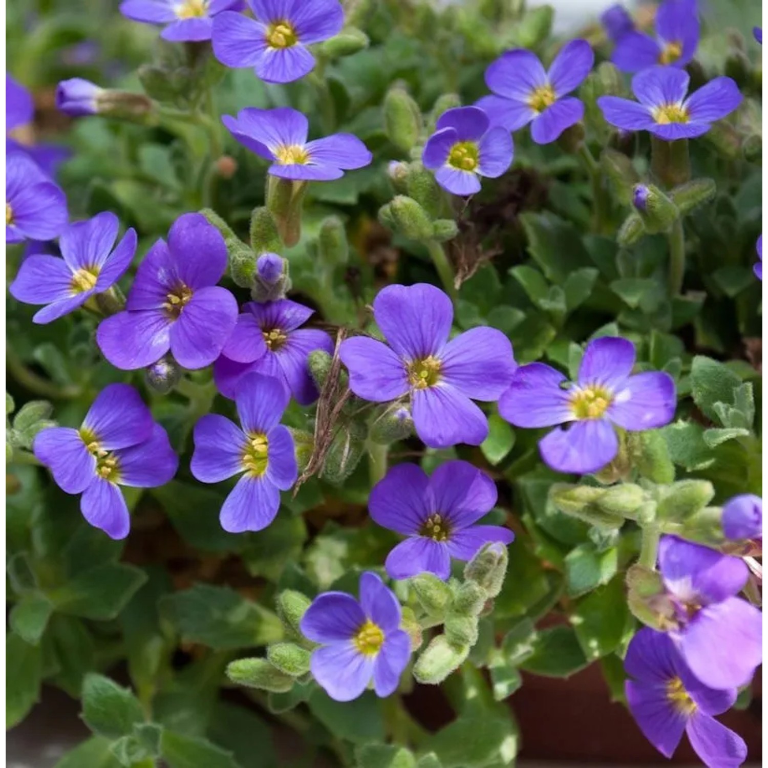 Blaukissen Blue Emperor - Aubrieta cultorum
