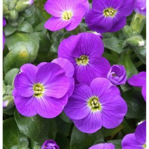 Nahaufnahme von lila Blaukissen (Aubrieta cultorum) Blüten mit gelber Mitte.
