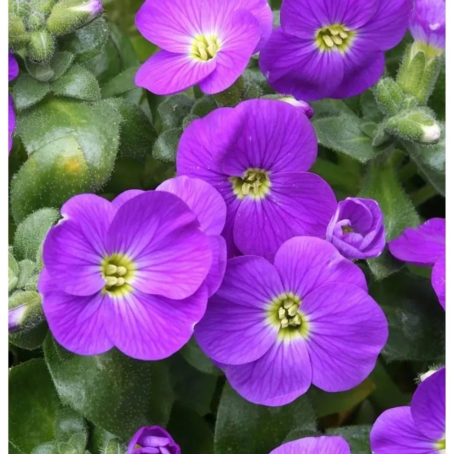 Blaukissen Bougainvillea - Aubrieta cultorum
