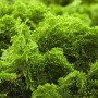 Grüne Chamaecyparis Obtusa Nana Gracilis Muschelzypresse, 40–50 cm hoch.