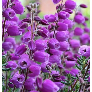 Nahaufnahme: Irische Heide Vanessa (Daboecia cantabrica) mit violetten, glockenförmigen Blüten.