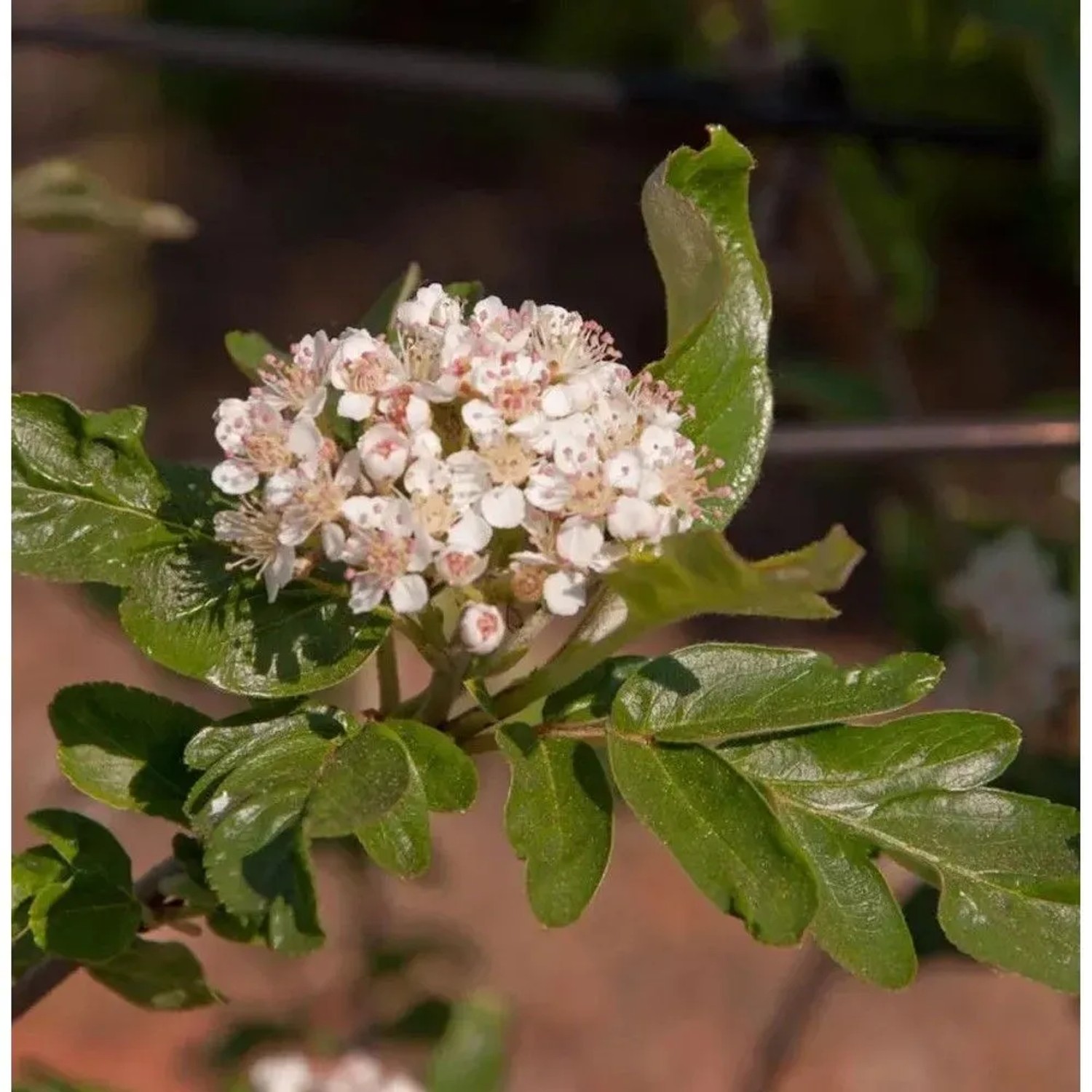Frucht Eberesche Burka 60-80cm - Sorbus aucuparia