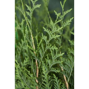 Detailaufnahme des grünen Lebensbaum Brabant (Thuja) mit feinen Nadeln.