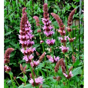 Rosa Ysop - Hyssopus officinalis