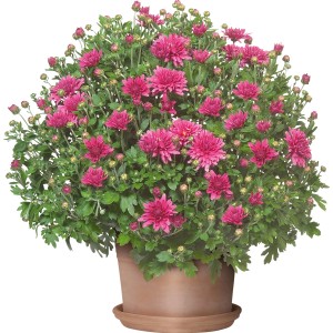 Herbst-Chrysantheme im Topf, ca. 40 cm hoch, mit pinkfarbenen Blüten.