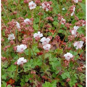 Blühender Storchenschnabel Biokovo (Geranium cantabrigiense) mit grünen Blättern.