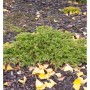 Kriechwacholder 'Goldschatz', goldgelber Strauch für den Garten.
