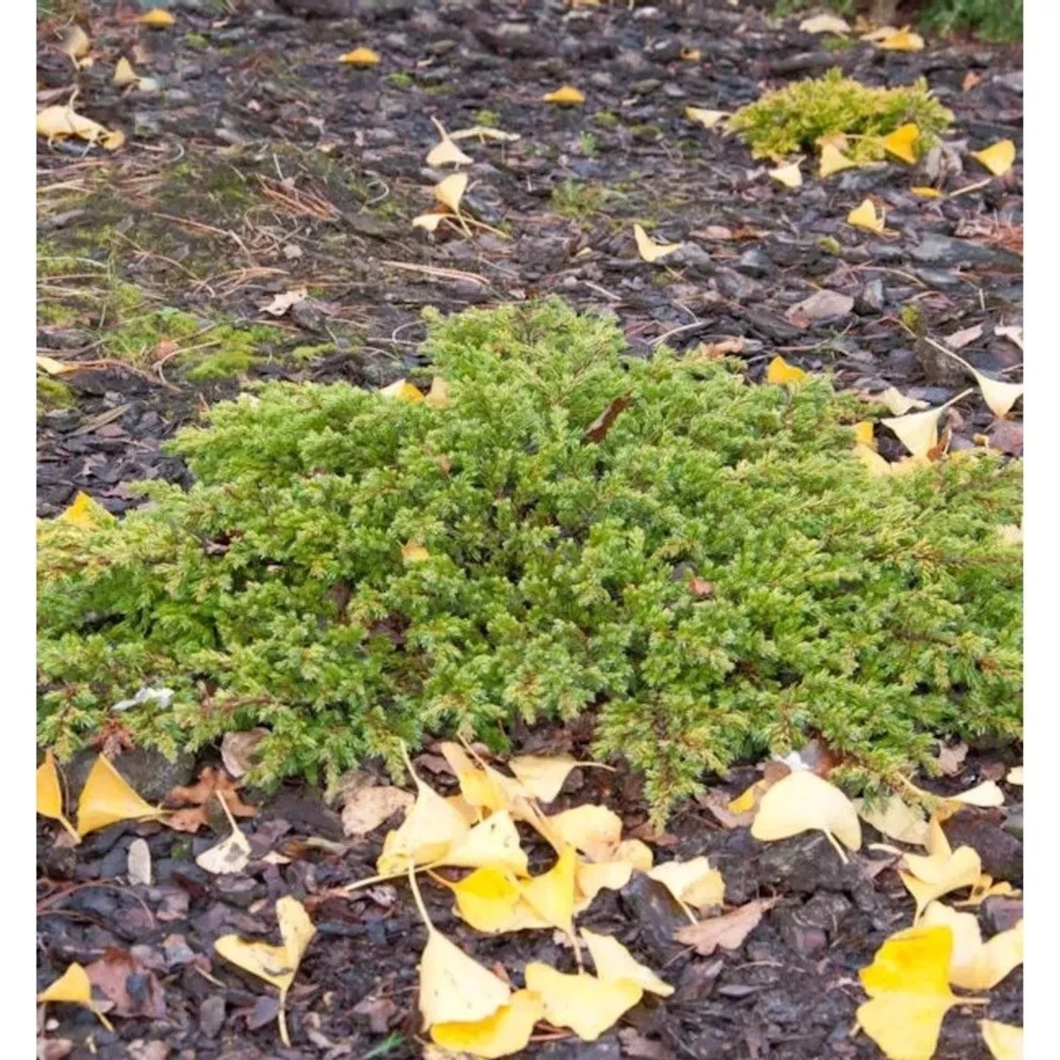 Kriechwacholder 'Goldschatz', goldgelber Strauch für den Garten.