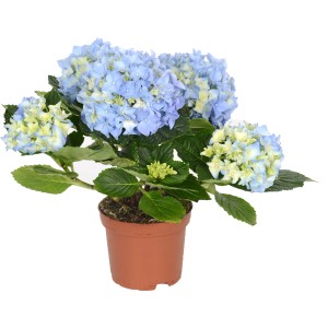 Zimmerhortensie mit blauen Blüten im braunen Topf, Topf-Ø ca. 10,5 cm.