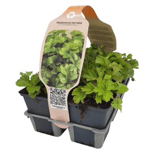 Waldsteinia Gelb im 6er Pack, Topf-Ø ca. 9 cm, Golderdbeere als Bodendecker für schattige Plätze.