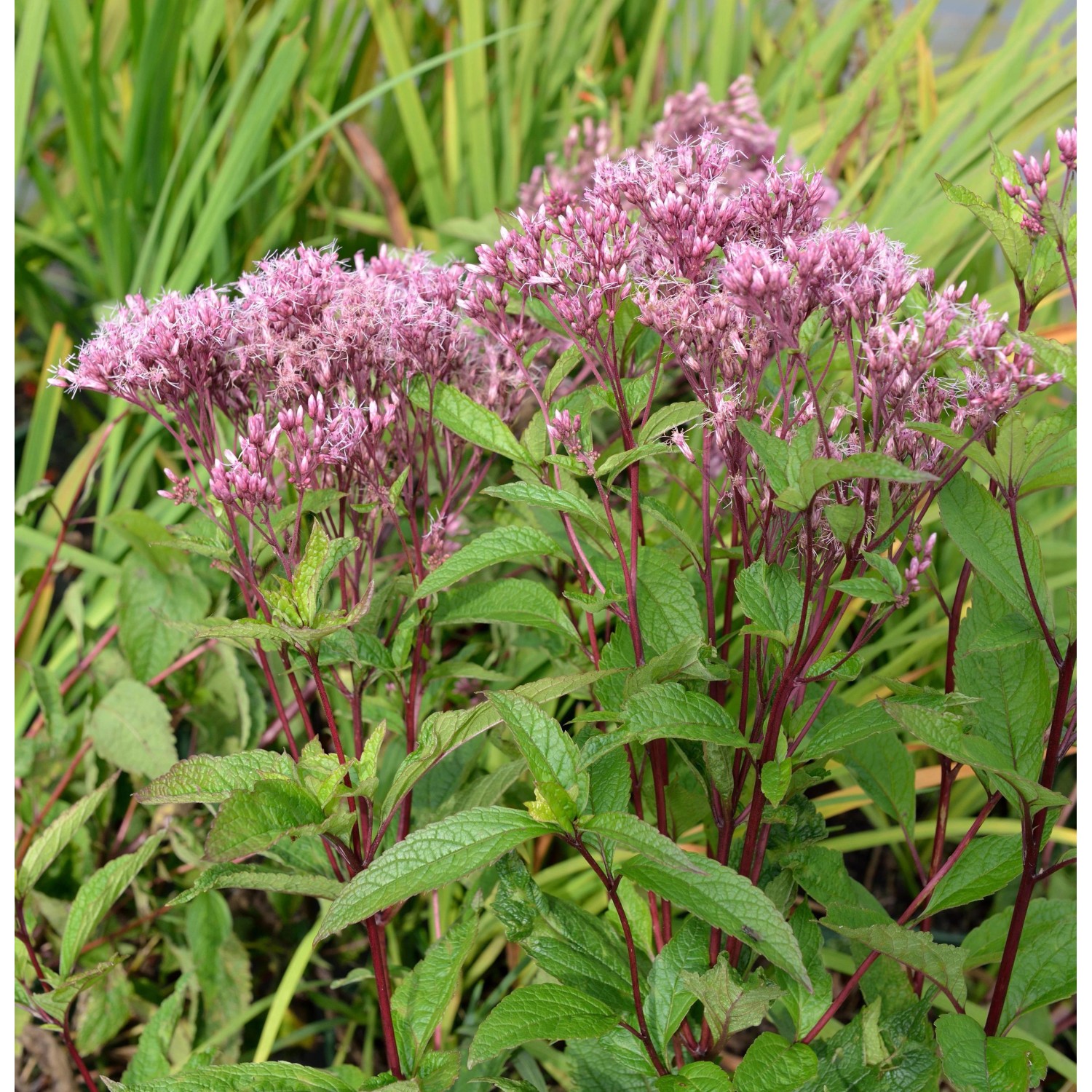 Wasserdost Baby Joe - Eupatorium dubium günstig online kaufen