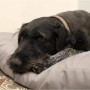 Schwarzer Hund ruht auf grauem Petsation LASSE Hundekissen (75 cm).