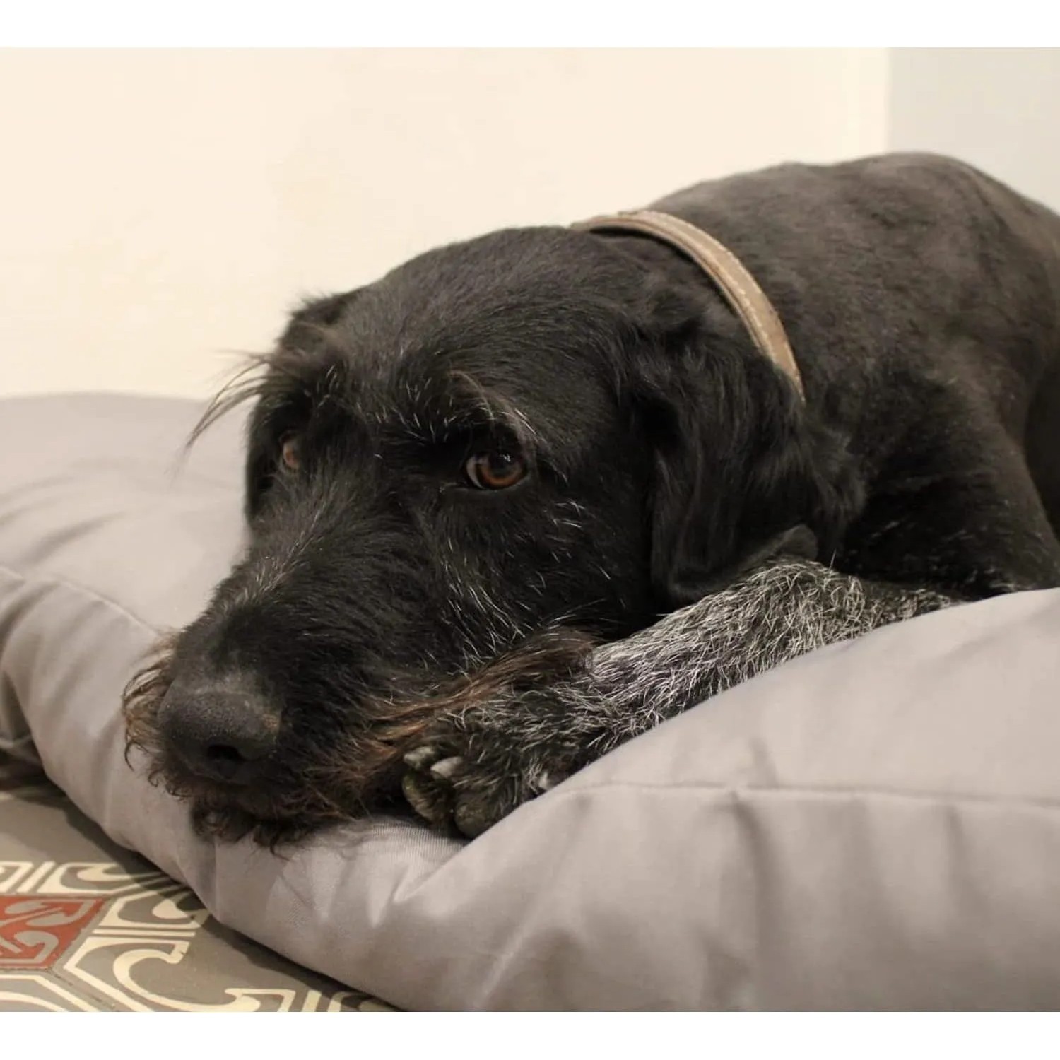 Schwarzer Hund ruht auf grauem Petsation LASSE Hundekissen (75 cm).
