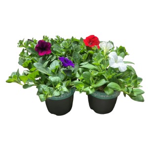 GROW by OBI Petunien im Mehrwegtopf mit bunten Blüten (rot, violett, weiss).