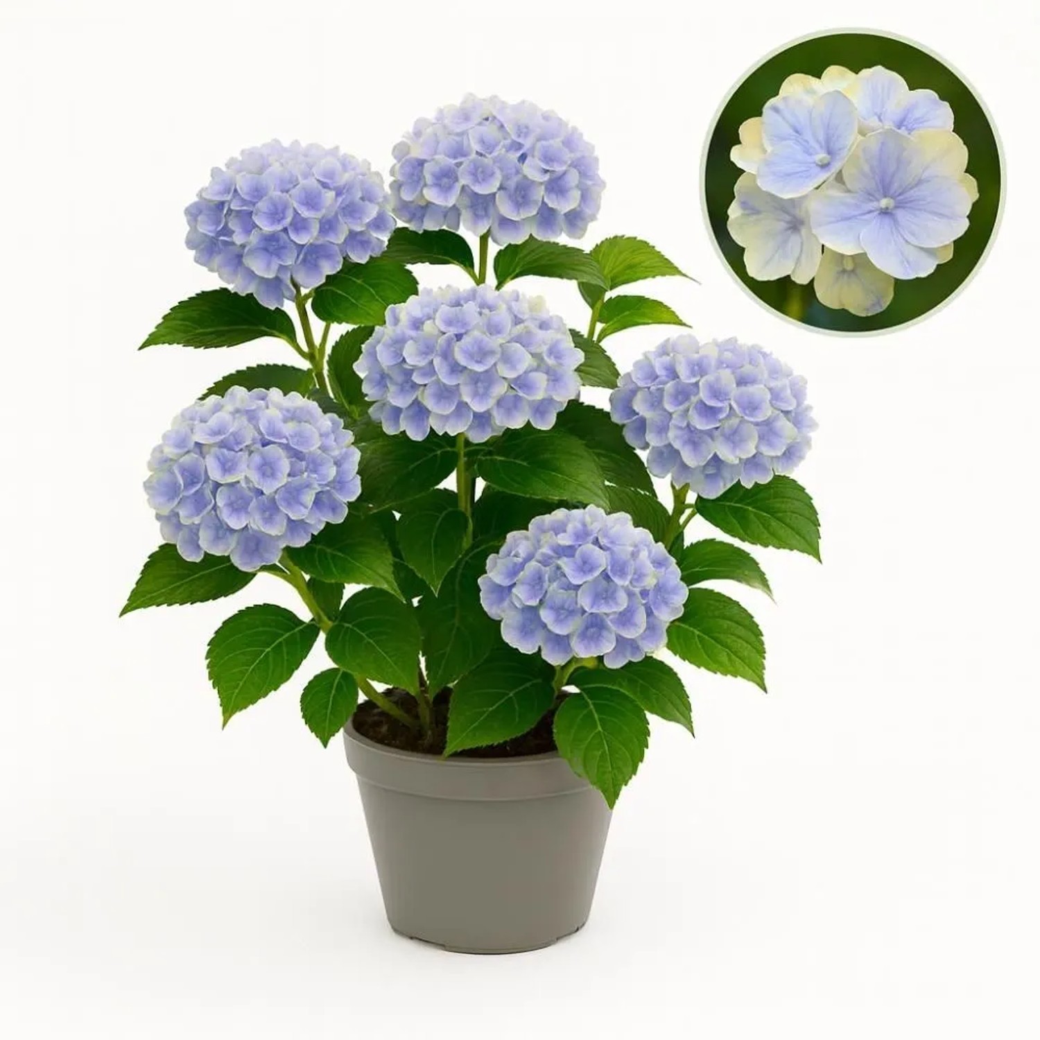Exotenherz Hortensia Hydrangea Magical Jewel Blue Blau 6-10 Blühten 23cm To günstig online kaufen