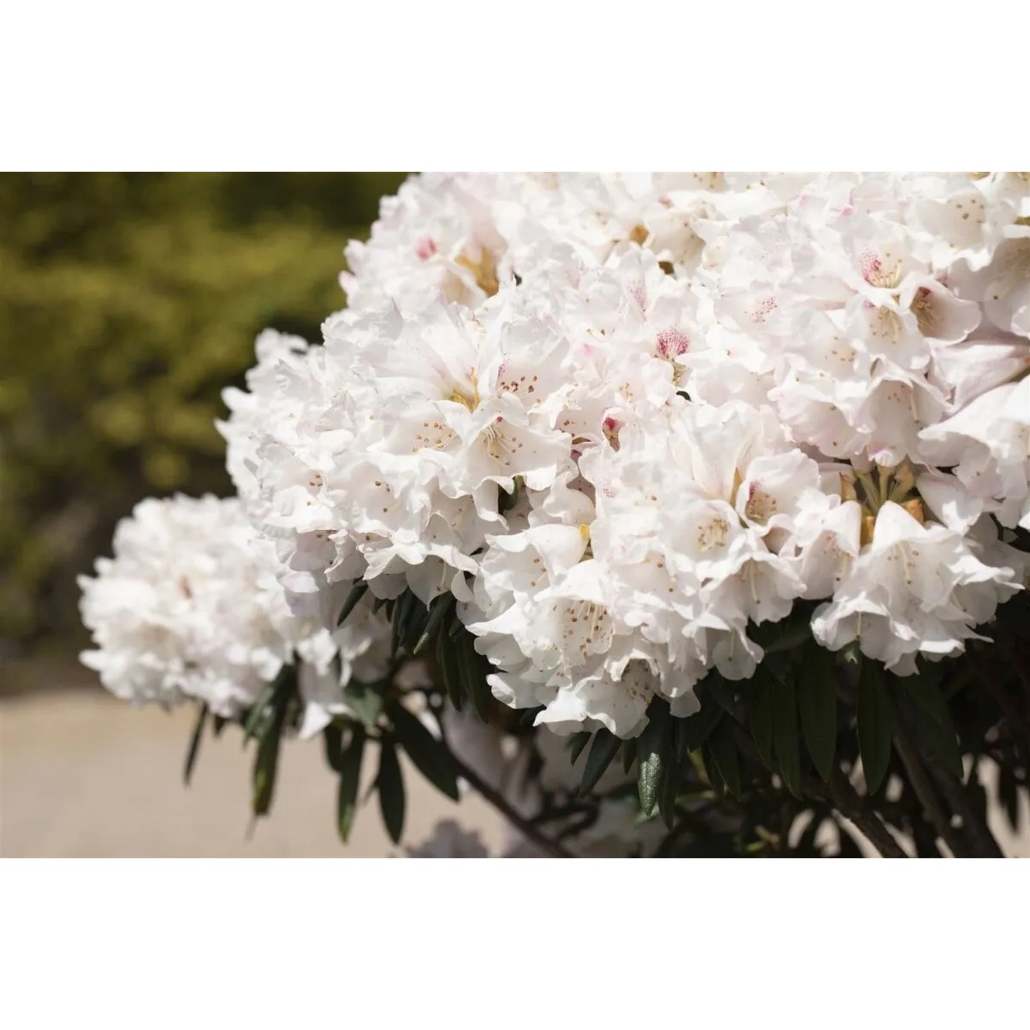Pflanzen fr dich Rhododendron Blewbury Rosa 3040 cm kaufen bei OBI